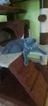 Baietel British ShortHair