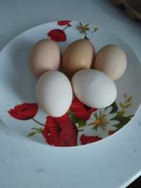 Инкубационное яйцо,цыплята вМичурино