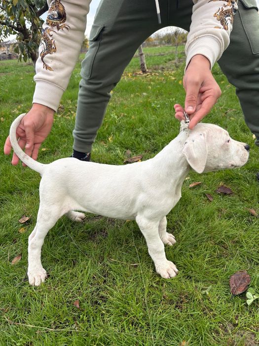 Dog Argentinian cu pedigree