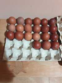 Vând ouă pentru incubat găini de rasă Marans