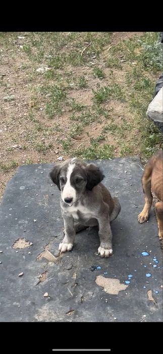 алпауыт тазы күшіктері