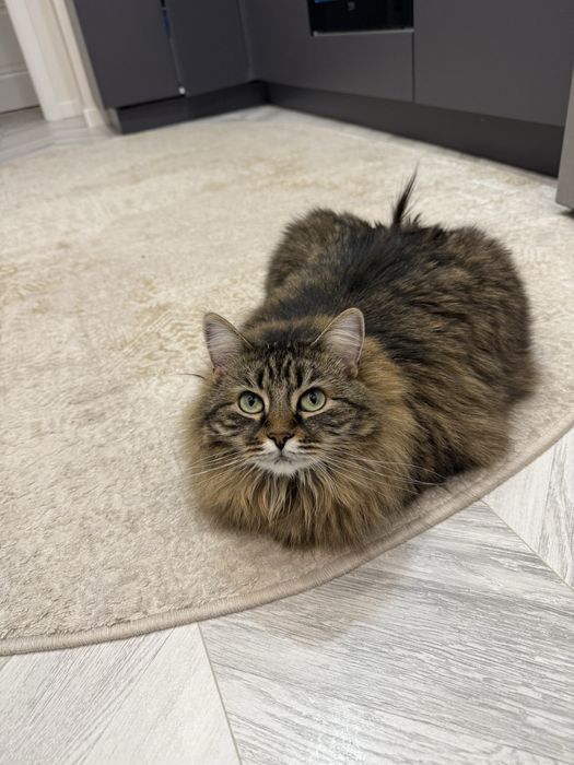 Отдам в добрые руки кошку. Порода сибирская.