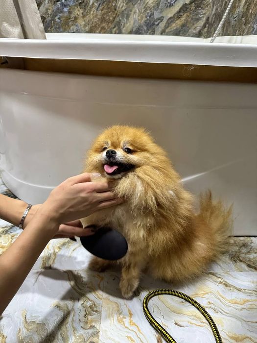 ШПИЦУЛИ красатули