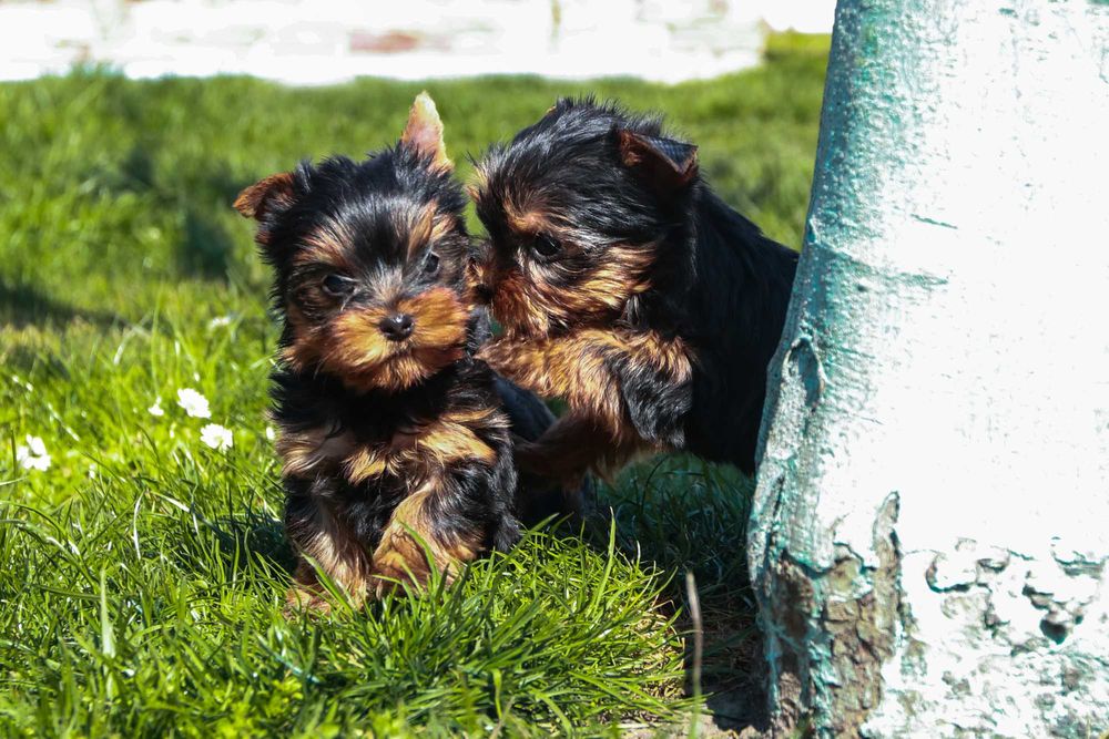 Йоркширски териер, мини йорки момиче
