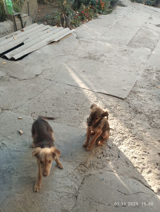 Kuchuklar 2 yosh va 1ta kotta