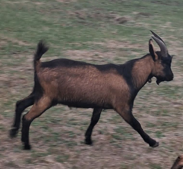 Tap alpin francez original