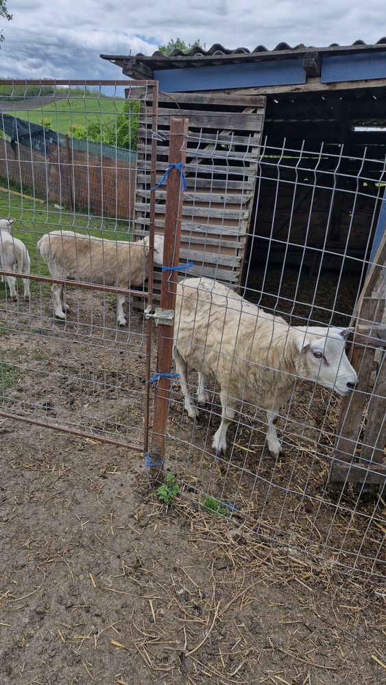 Vand un Berbec Texel original si 3 oi