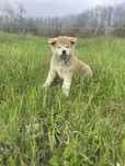 Akita inu japonez