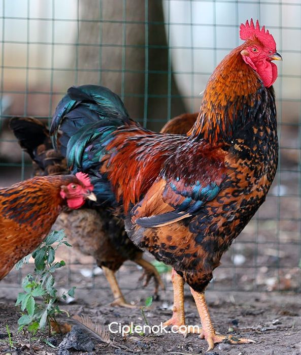 Продам кучинских петухов