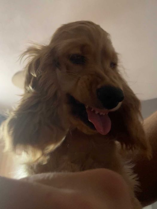 Продавам Кокер Шпаньол