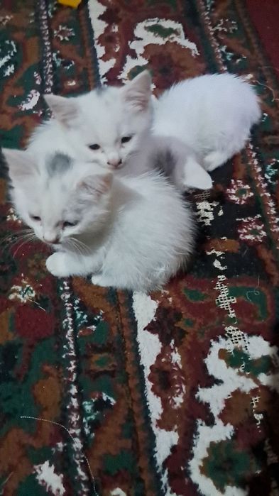 Мушук болалари сотилади Эгасини номери Мушук болалари сотилади