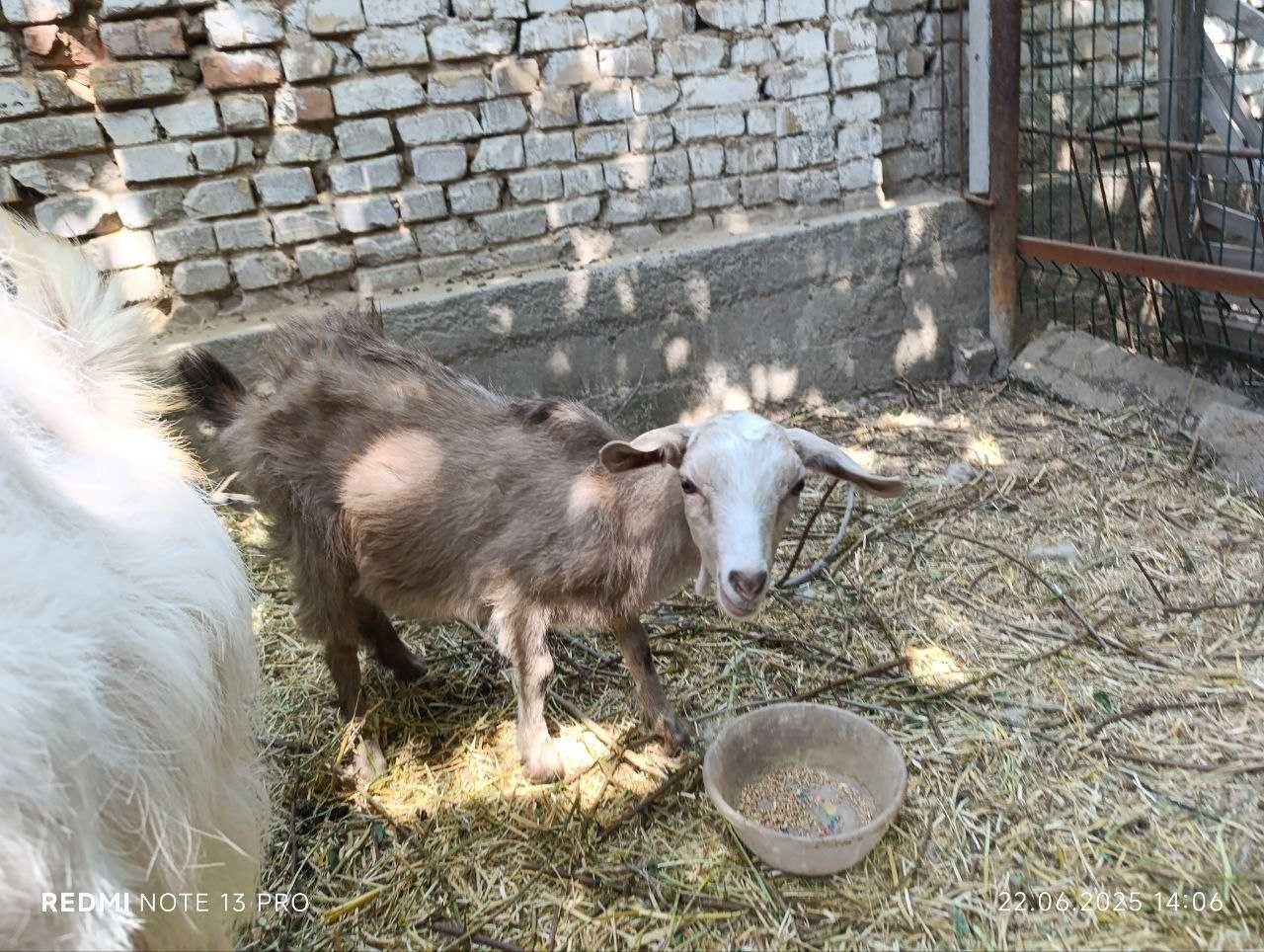 Голландская коза