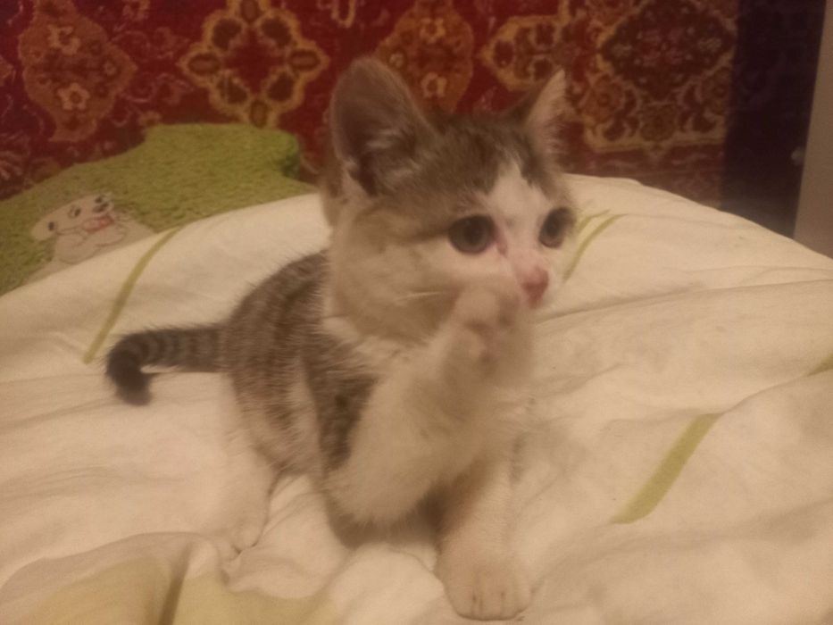 Отдам в добрые руки,котенка,к туалету приучен!