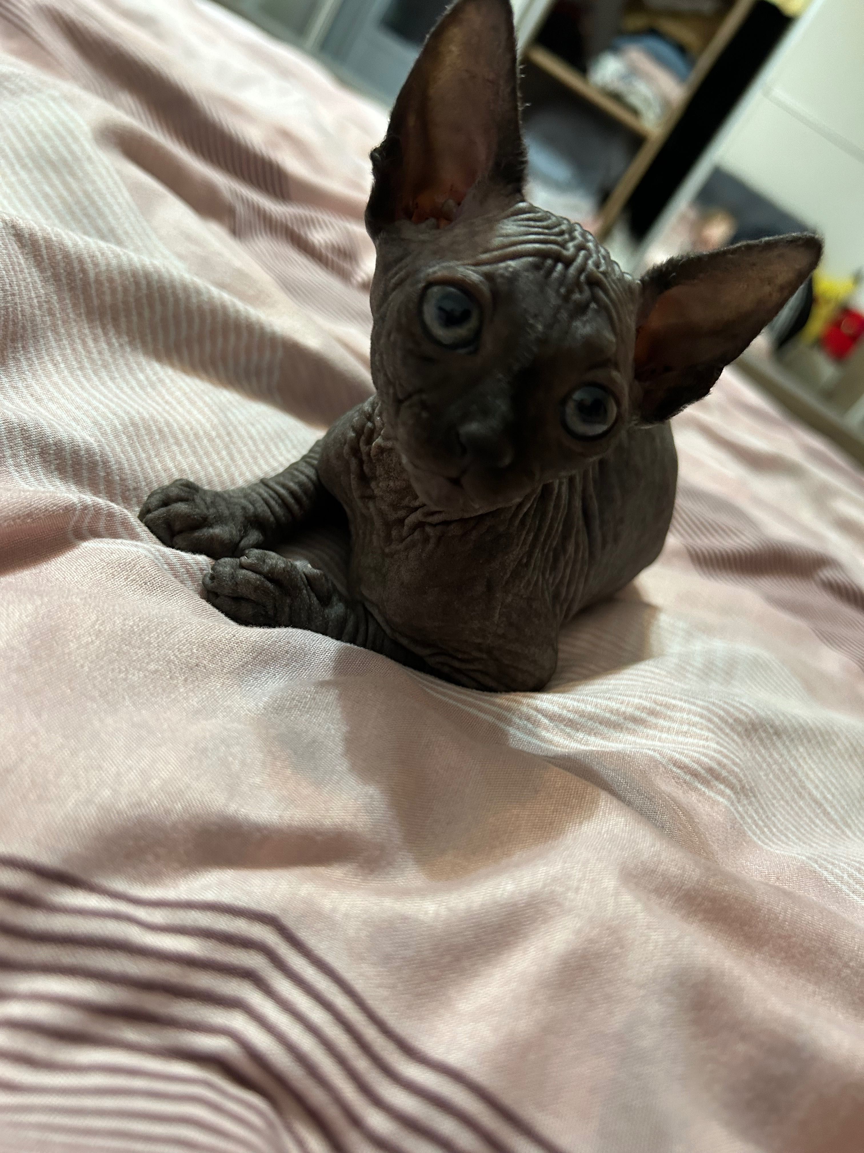 Pui sphynx canadian