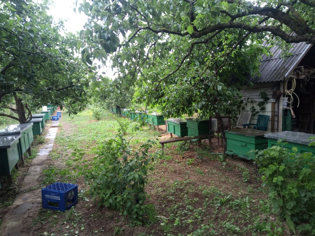 Méhek eladók nagy Boconádi kereten Vand albine
