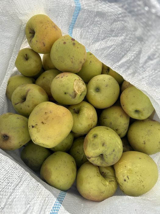 Vând mere pentru tuica