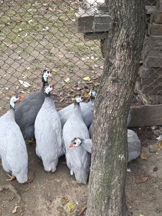 Vând familie de curci și bibilici