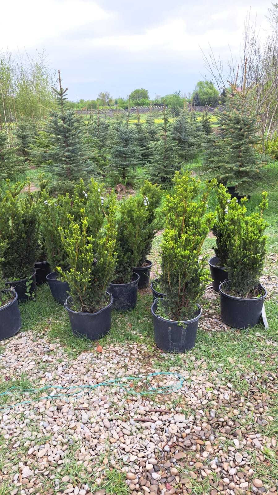 Leylandii Verde , Galben , artar japonez , taxus