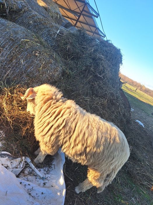 Vând berbec de un an
