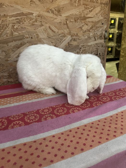 Iepuri berbec german