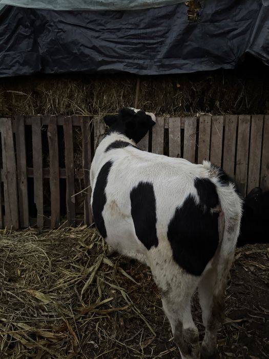 2 Vițele cu varste de 5,6 luni