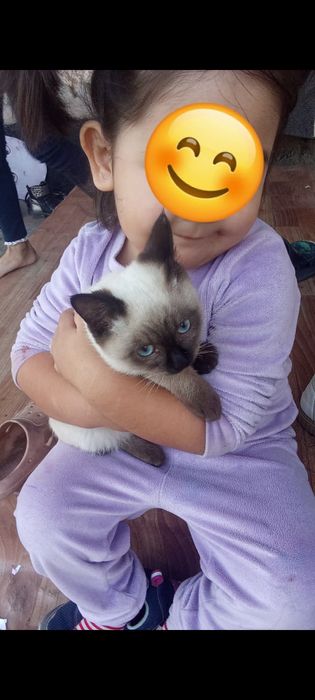 Отдам в хорошие руки 4-х месячных котят. Мальчики.