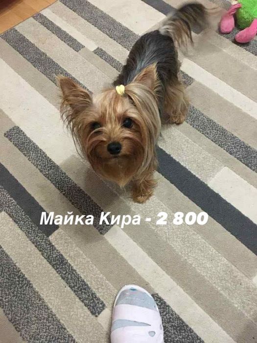 Бебе Йоркширски териер