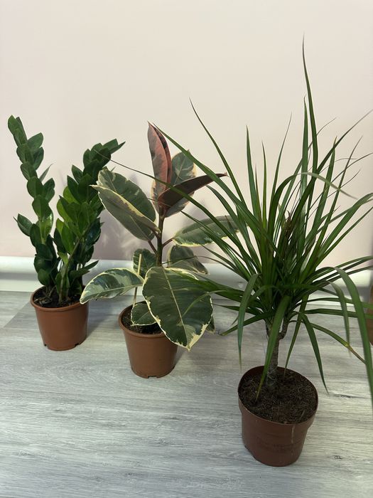 Комнатные растения