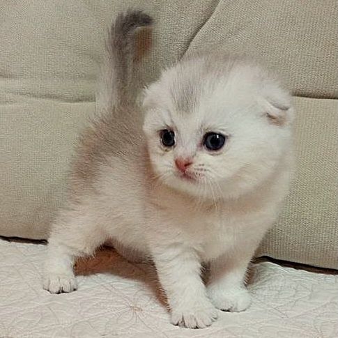 Продаётся чудная девочка скотишфолд,шиншилла.