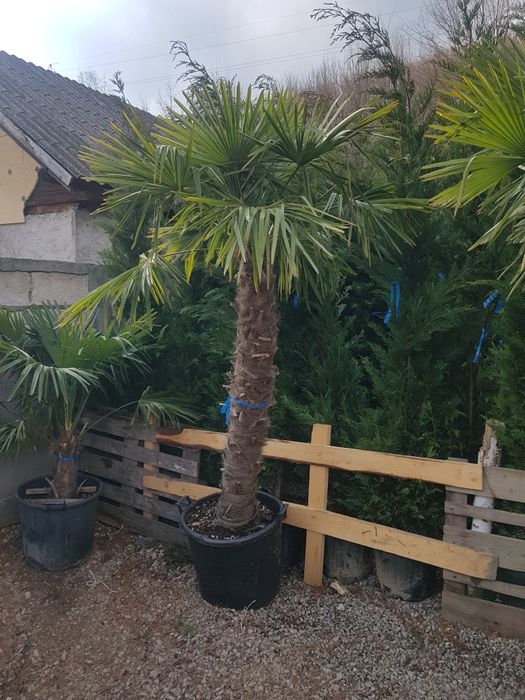 Amenajări grădini plante ornamentale