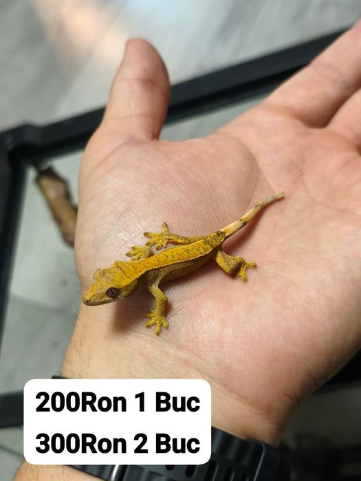 Gecko Crested Soparla