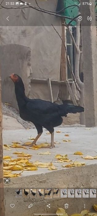 дакканг жужалари сотилади макиён тухумлаябди жужаларни ота онаси нархи