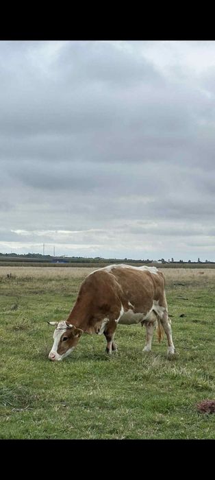 Vaca de vânzare al 3vitel