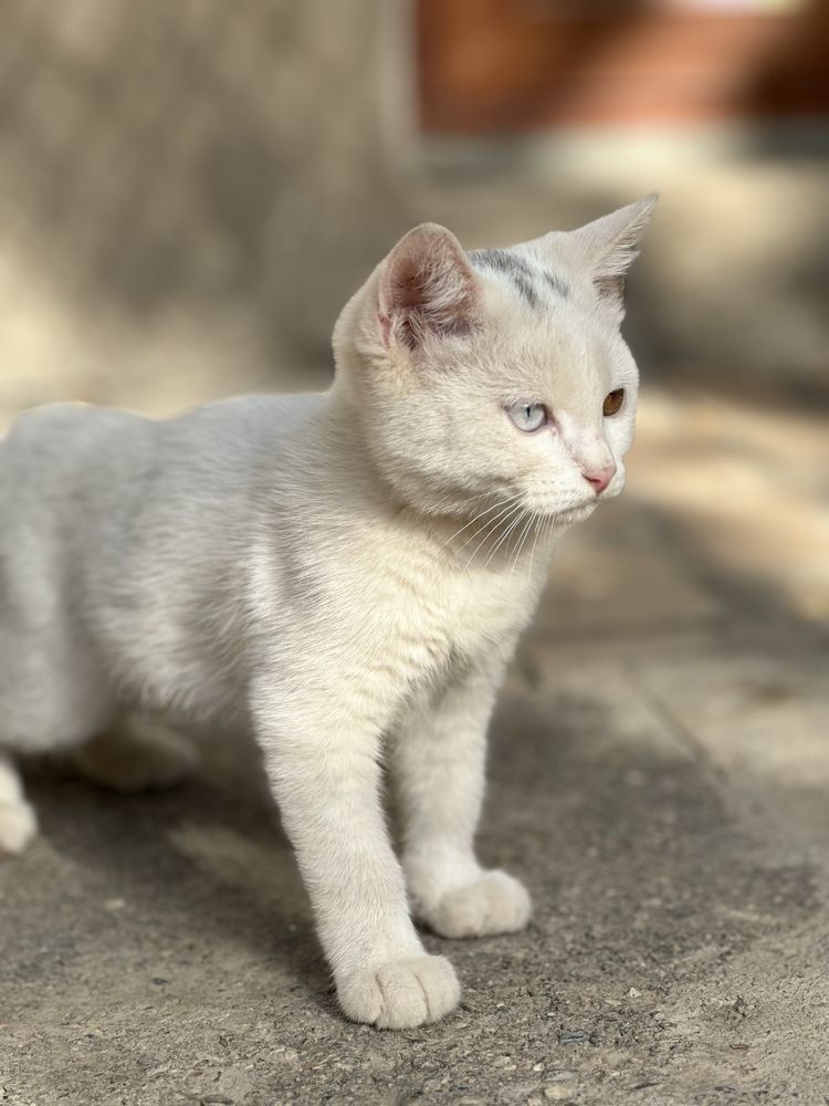 Британский скотиш фолд и скотиш страйт