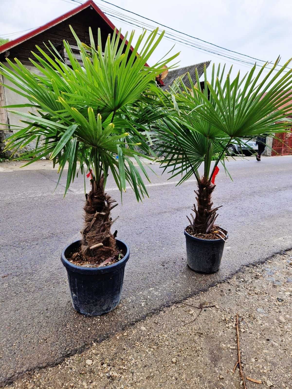 Leylandii Cupressocyparis 2.70-3m