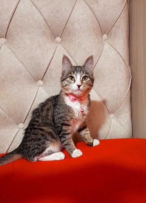 Даю кошку только в добрые руки