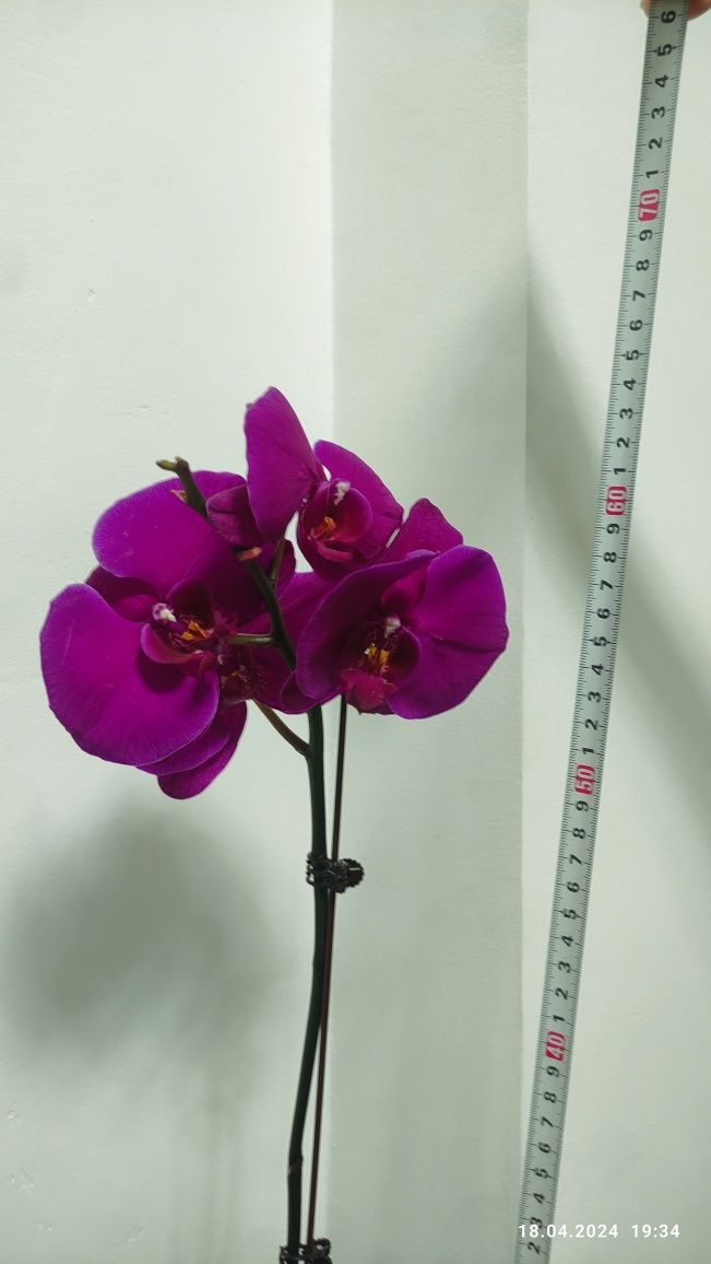 Орхидея /Phalaenopsis Orchid Chainmai/ 65см
Орхидея большая 65см
150.0