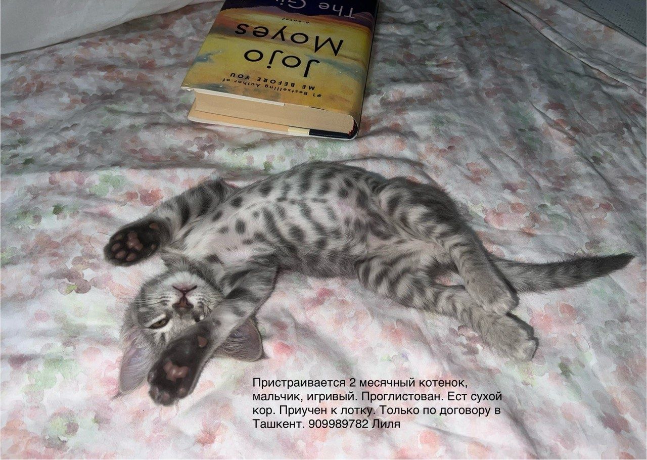 Котёнок в добрые руки