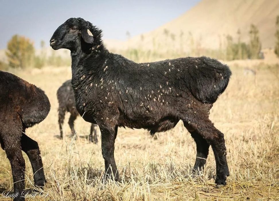 Мясник Касапшы по городу