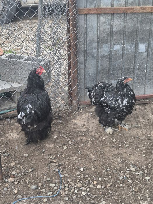 Vînd cocoșii austrolop albastru, brahma potîrnichiu brahma negru