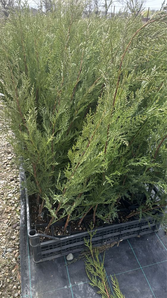 Leylandii vito OFERTA