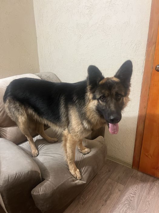 Отдам в добрые руки