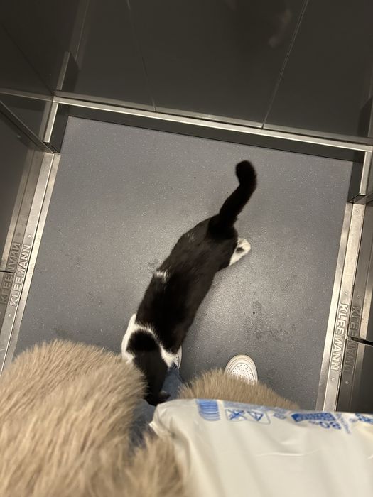 Dau spre adoptie o pisica