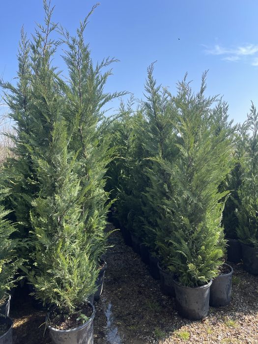 Tuia leylandi pentru gard viu