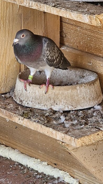 Vand Porumbeii voiajori culori rare