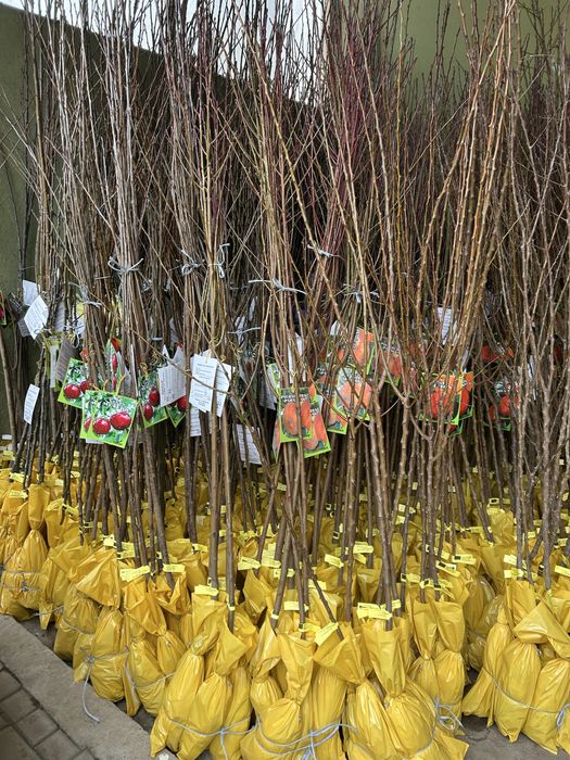 Vand pomi fructiferi ambalati