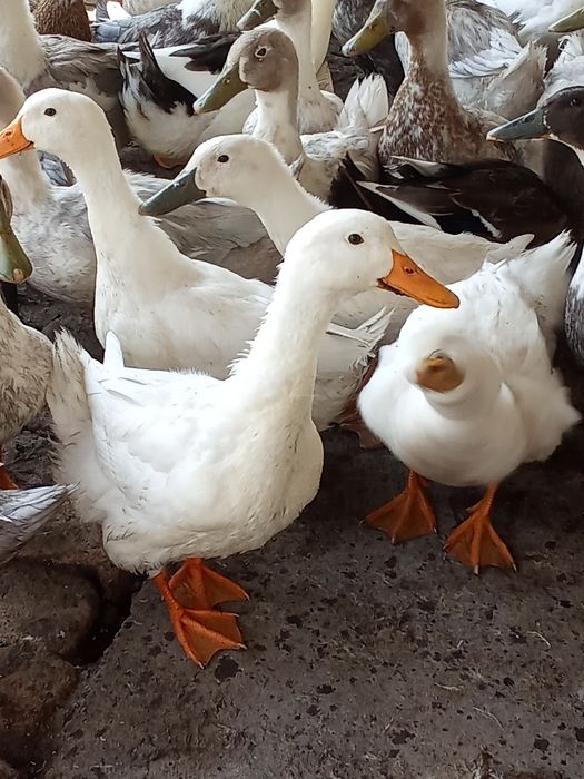 Pekin va Favorit turli oʻrdak sotiladi