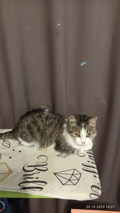 Кошечка Кира  умница