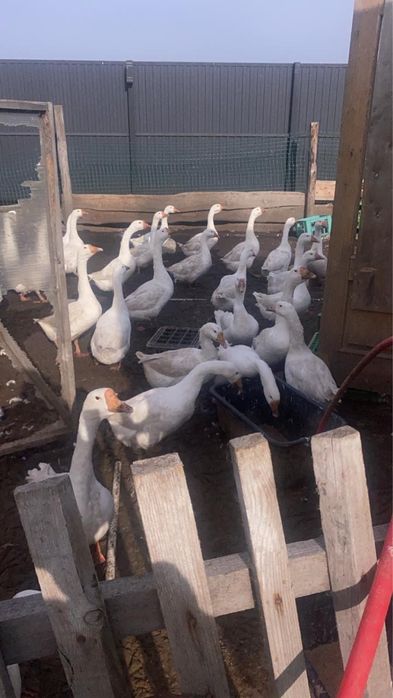 Гуси живые продам