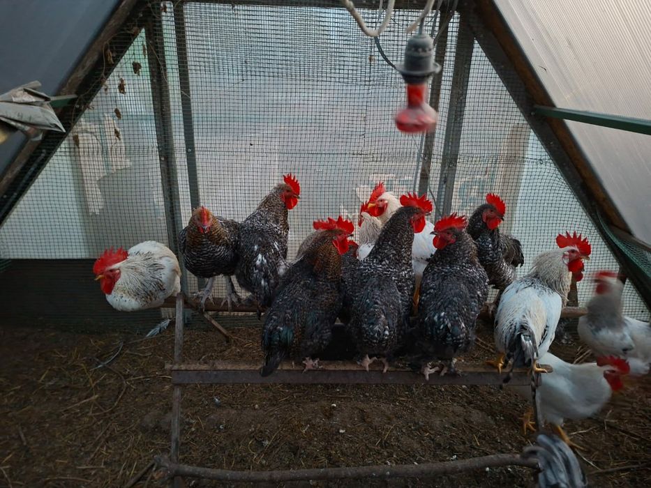 Петухи с геном зеленых и коричневых яиц